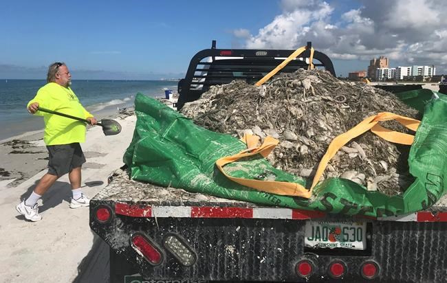 17 tons of dead fish cleared from beaches due to red tide | iNFOnews.ca