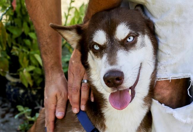 New York dog found in Florida 18 months after disappearing | iNFOnews.ca