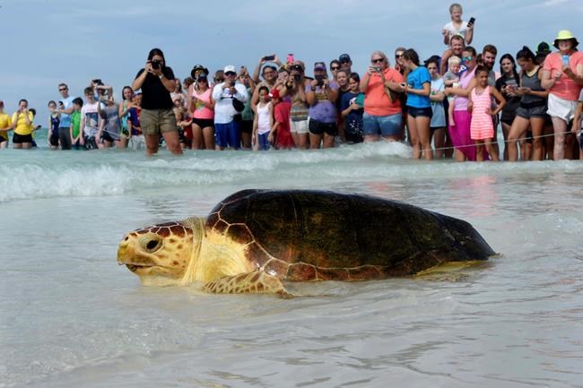 Florida updates sea turtle nesting totals for 2018 | iNFOnews.ca CP770585402