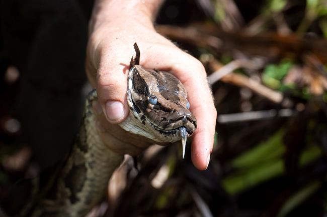 Program shows promise of removing pythons from Everglades | iNFOnews.ca