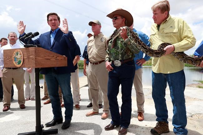 Florida doubles efforts to hunt invasive pythons | iNFOnews.ca