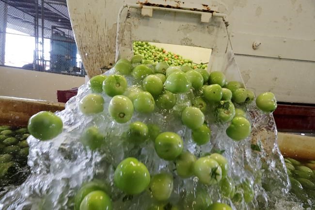 Farmers worry Florida bill will worsen labour scarcity woes | iNFOnews.ca Farmers worry Florida bill will worsen labour scarcity woes | iNFOnews.ca