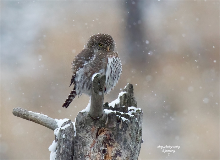 A Northern pygmy owl perched on a stump has fluffed up feathers in a snow fall.