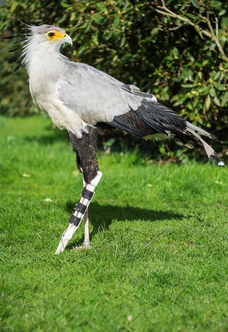 Secretary bird at German park gets new leg from 3-D printer | iNFOnews.ca