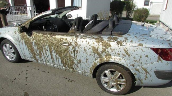 Manure happens: German dad, daughter doused with detritus | iNFOnews.ca Manure happens: German dad, daughter doused with detritus | iNFOnews.ca