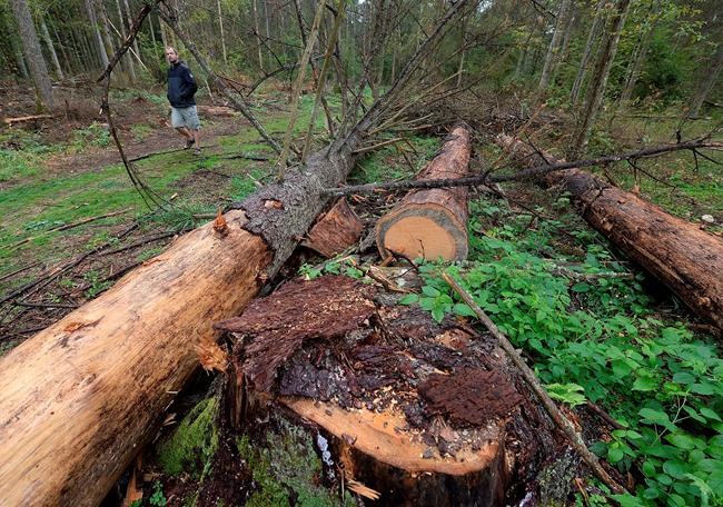 Top EU court: Poland broke law by logging in pristine forest | iNFOnews.ca