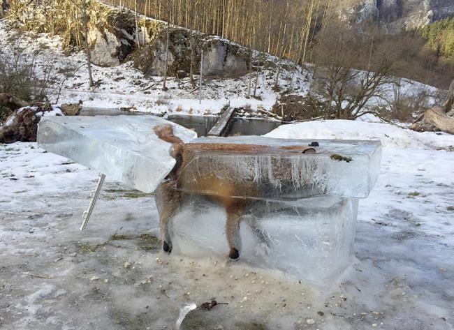 Frozen fox extracted from upper reaches of Danube in Germany | iNFOnews.ca CP991117944