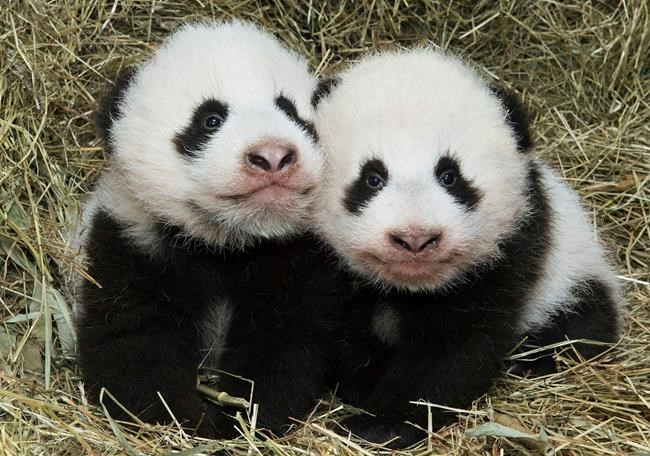 It's official: Names chosen for Vienna zoo's panda cubs | iNFOnews.ca It's official: Names chosen for Vienna zoo's panda cubs | iNFOnews.ca
