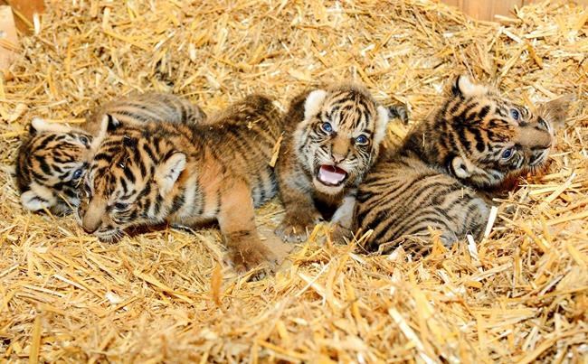 Aww, times 4: Berlin zoo fetes birth of Sumatran tiger cubs | iNFOnews.ca Aww, times 4: Berlin zoo fetes birth of Sumatran tiger cubs | iNFOnews.ca