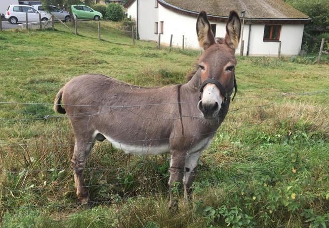 German court tells donkey owners to pony up for damaged car | iNFOnews.ca German court tells donkey owners to pony up for damaged car | iNFOnews.ca