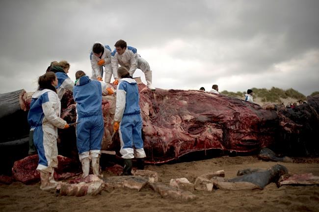 Dead fin whale pulled ashore on Belgian beach, cause probed | iNFOnews.ca