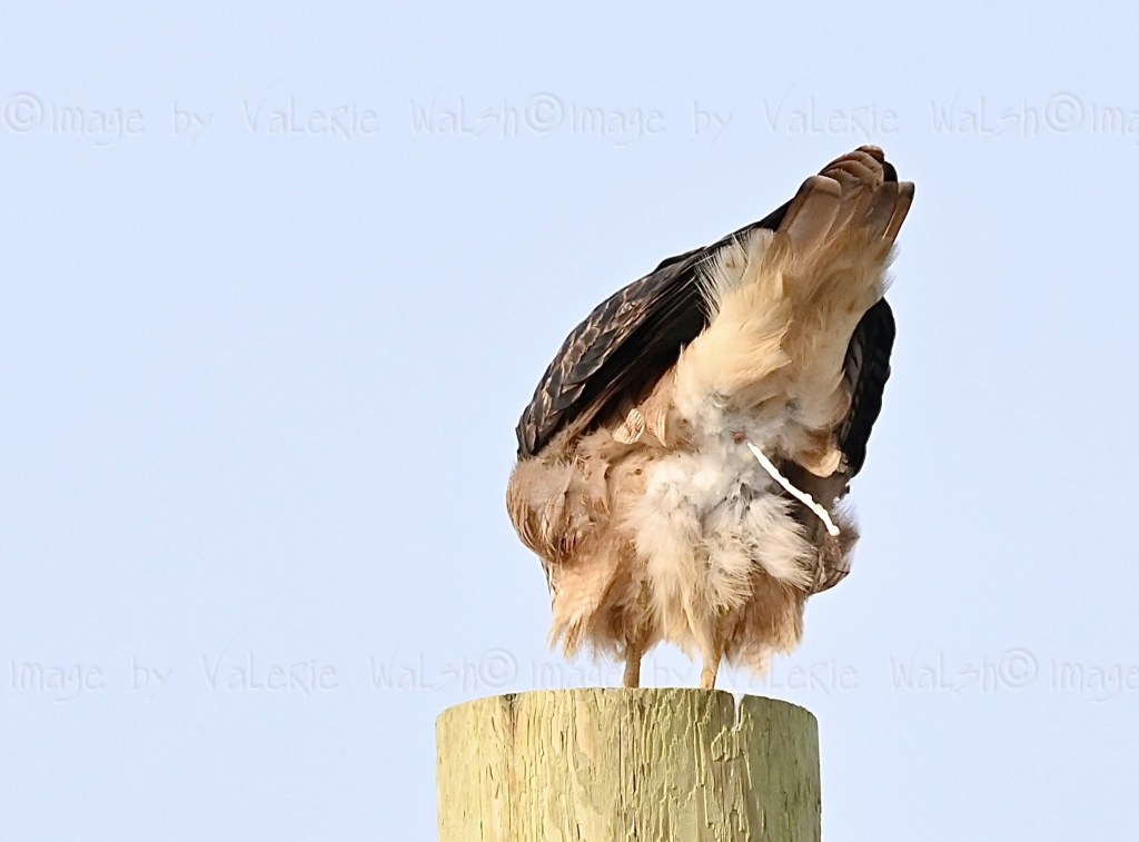 iN PHOTOS: Amusing wildlife moments captured in the Thompson-Okanagan | iNFOnews.ca