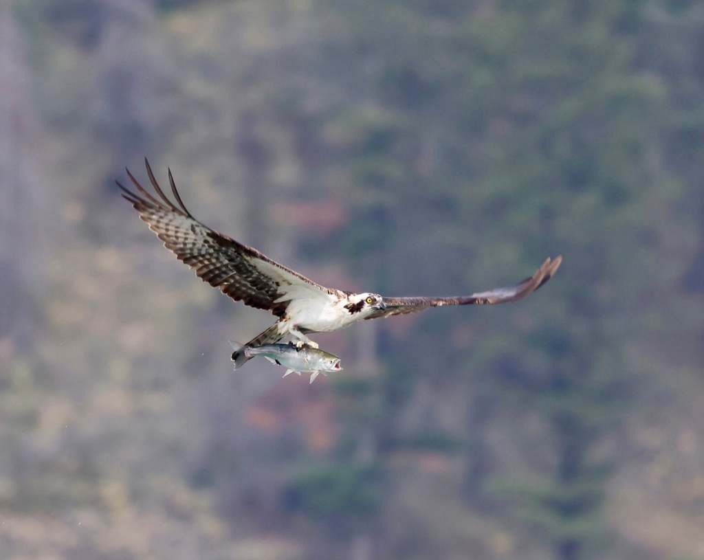 iN PHOTOS: Amusing wildlife moments captured in the Thompson-Okanagan | iNFOnews.ca
