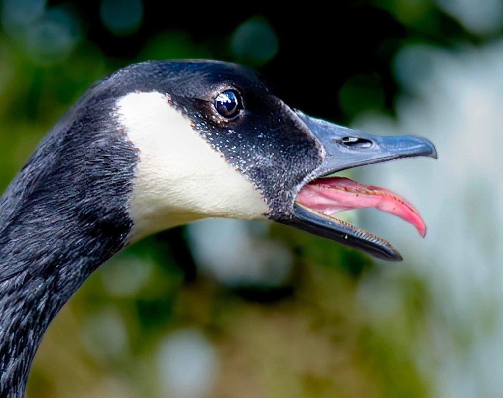 iN PHOTOS: Amusing wildlife moments captured in the Thompson-Okanagan | iNFOnews.ca