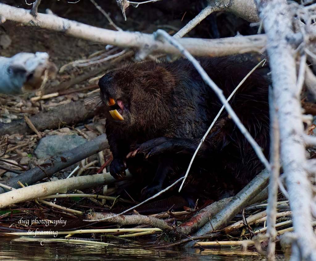 iN PHOTOS: Amusing wildlife moments captured in the Thompson-Okanagan | iNFOnews.ca