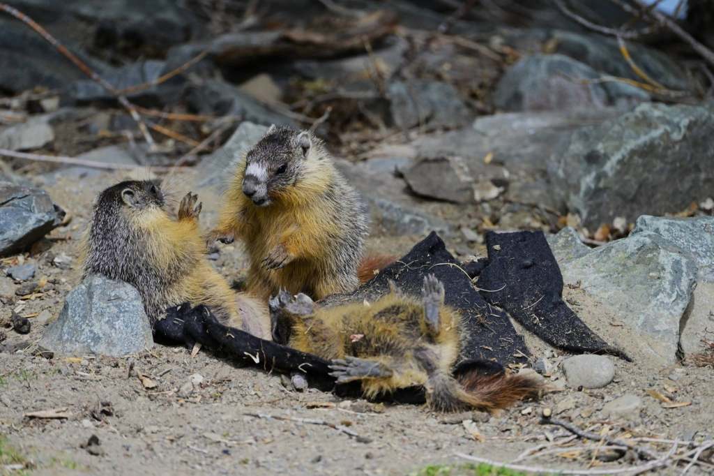 iN PHOTOS: Amusing wildlife moments captured in the Thompson-Okanagan | iNFOnews.ca