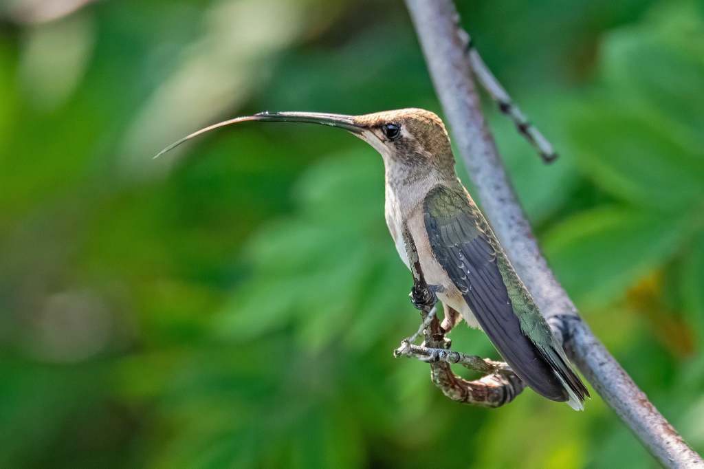 iN PHOTOS: Amusing wildlife moments captured in the Thompson-Okanagan | iNFOnews.ca