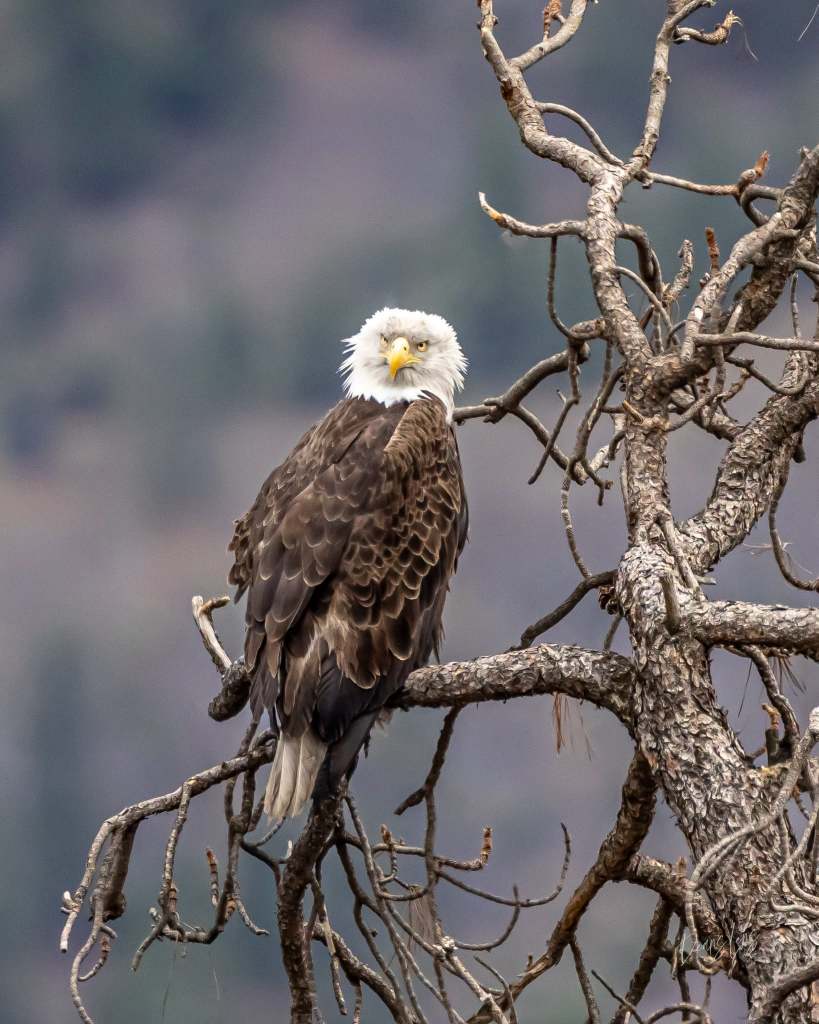 iN PHOTOS: Amusing wildlife moments captured in the Thompson-Okanagan | iNFOnews.ca