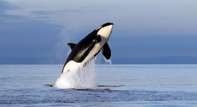 Washington state moves to protect endangered killer whales | iNFOnews.ca Washington state moves to protect endangered killer whales | iNFOnews.ca