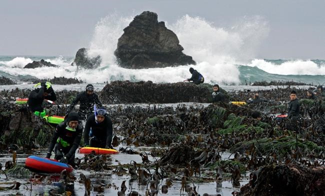 California cuts abalone catch, eliminates 2 diving months | iNFOnews.ca California cuts abalone catch, eliminates 2 diving months | iNFOnews.ca