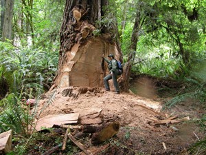 Redwood National and State Parks closes road to deter midnight burl poachers | iNFOnews.ca CP27468574