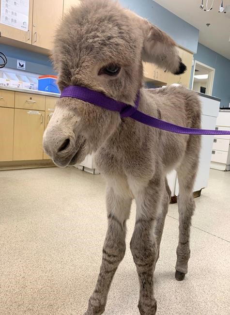Injured baby burro rescued in Southern California | iNFOnews.ca Injured baby burro rescued in Southern California | iNFOnews.ca