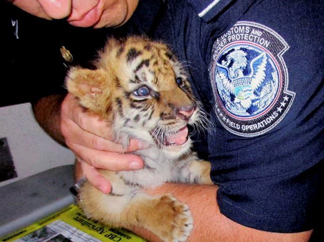 Smuggled Bengal tiger cub gets new playmate at San Diego Zoo | iNFOnews.ca
