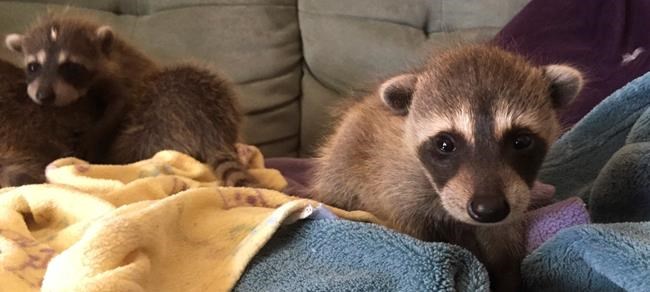 Raccoons recover at California zoo after cross-country ride | iNFOnews.ca