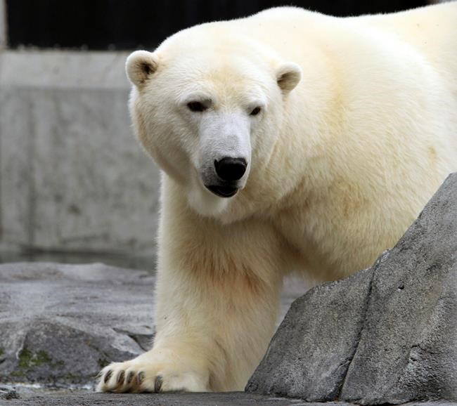 Polar bear Ahpun dies after nearly 20 years at Alaska Zoo | iNFOnews.ca