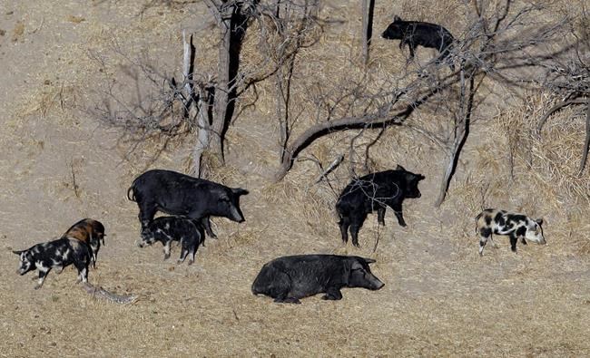 Montana seeks to keep feral pigs from Canada at bay | iNFOnews.ca