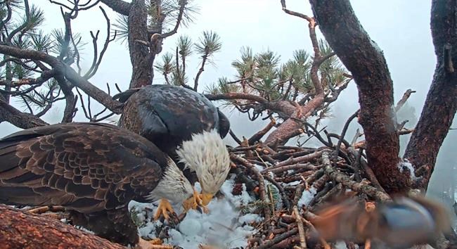 Bald eagle lays second egg in Southern California mountains | iNFOnews.ca Bald eagle lays second egg in Southern California mountains | iNFOnews.ca