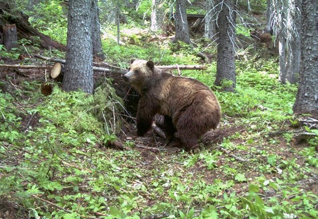 Bear researcher in 'dream job' attacked by grizzly | iNFOnews.ca CP496703904