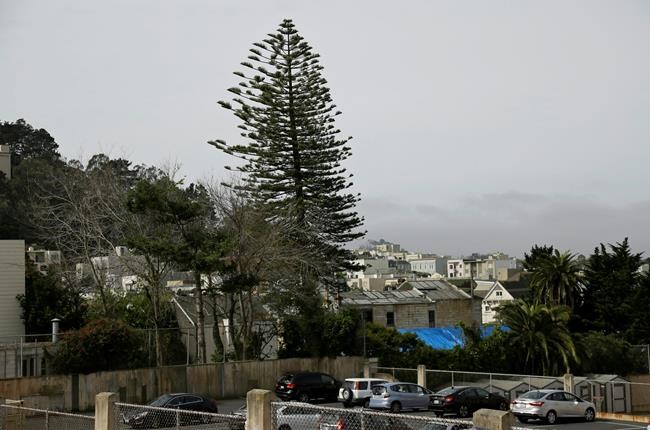 The Latest: San Francisco protects disputed tree in backyard | iNFOnews.ca