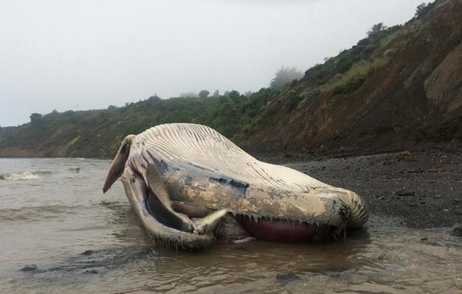 Third dead whale in a week washes ashore in California | iNFOnews.ca Third dead whale in a week washes ashore in California | iNFOnews.ca