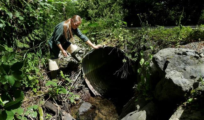 Washington loses fight, might pay up to $2B to save salmon | iNFOnews.ca