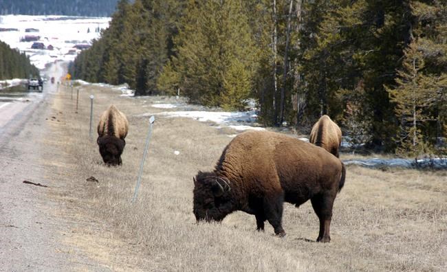 Appeals court backs wildlife activist in free speech case | iNFOnews.ca Appeals court backs wildlife activist in free speech case | iNFOnews.ca