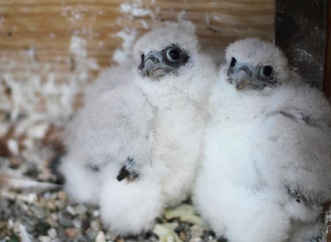 UC Berkeley wants help naming 3 fluffy peregrine chicks | iNFOnews.ca