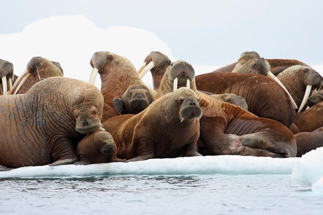 How do you like walrus? Well done is best amid outbreak | iNFOnews.ca How do you like walrus? Well done is best amid outbreak | iNFOnews.ca