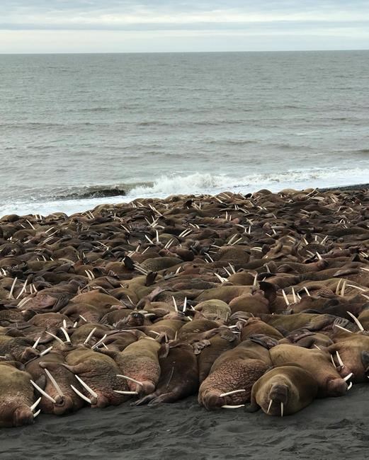 Walrus surprise residents in remote Alaska village | iNFOnews.ca