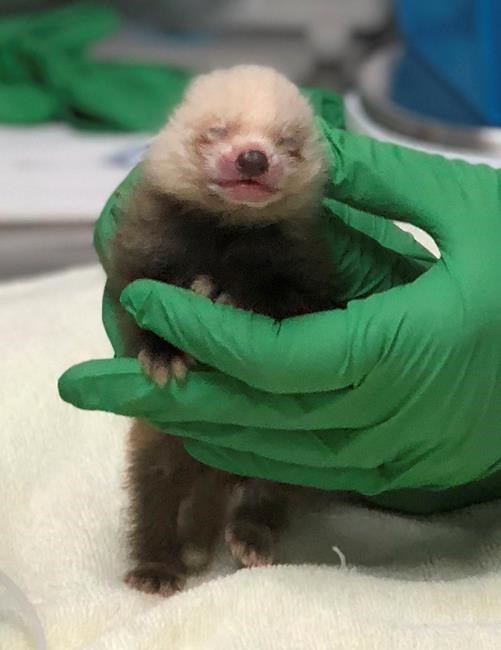 California zoo vets raising neglected baby red panda | iNFOnews.ca