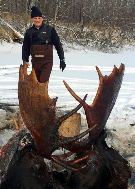 2 moose found frozen mid-fight near remote Alaska village | iNFOnews.ca