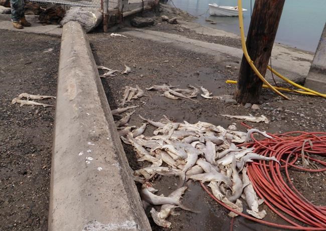 Dozens of hammerhead shark pups found dead in Honolulu | iNFOnews.ca