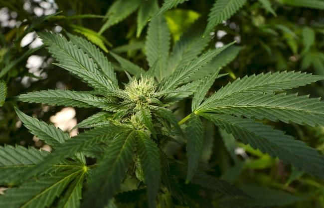 California considers plan to encourage marijuana banking | iNFOnews.ca California considers plan to encourage marijuana banking | iNFOnews.ca
