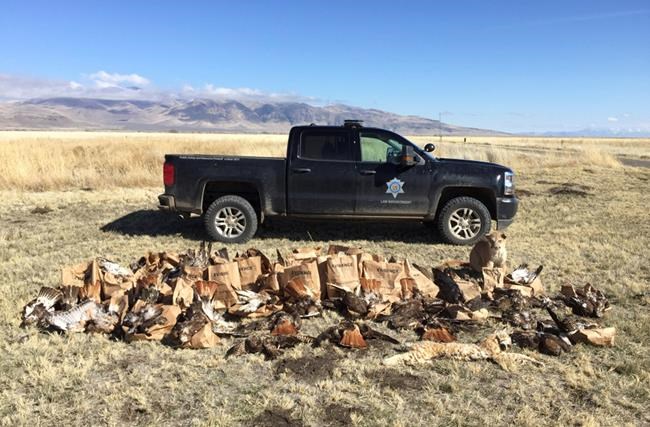 Officials: California man shot 130 hawks, birds of prey | iNFOnews.ca CP1641415822