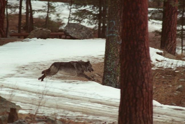 Idaho fighting order to destroy wilderness wolf, elk data | iNFOnews.ca CP1557875343