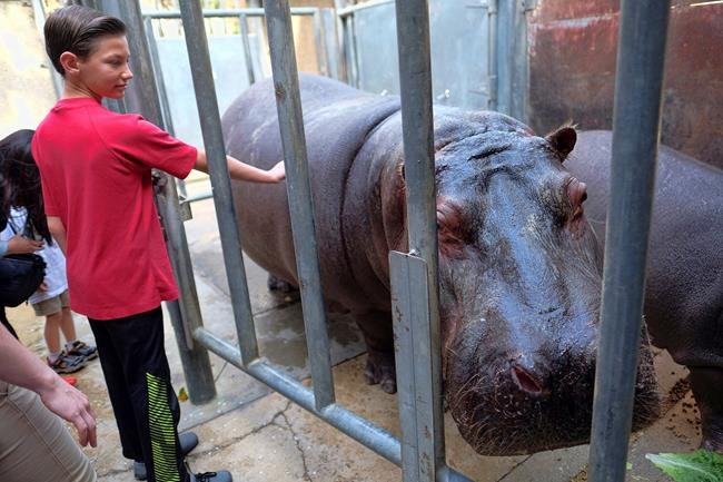 Police look into video of man spanking hippo at LA Zoo | iNFOnews.ca CP1592516722