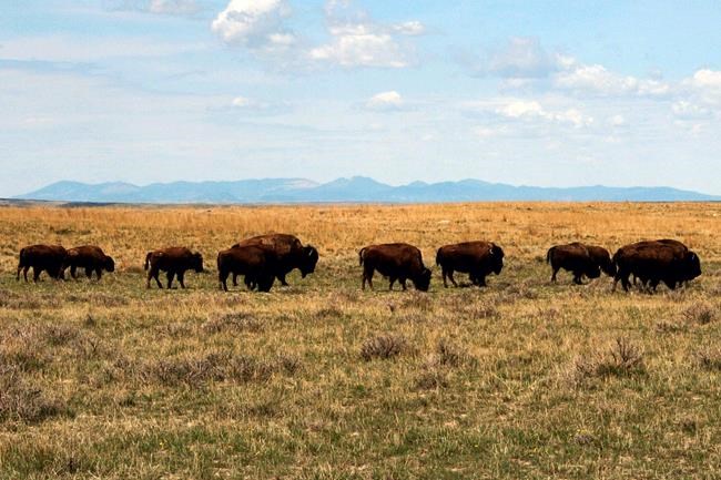 Huge nature reserve shrinks bison plan after pushback | iNFOnews.ca Huge nature reserve shrinks bison plan after pushback | iNFOnews.ca