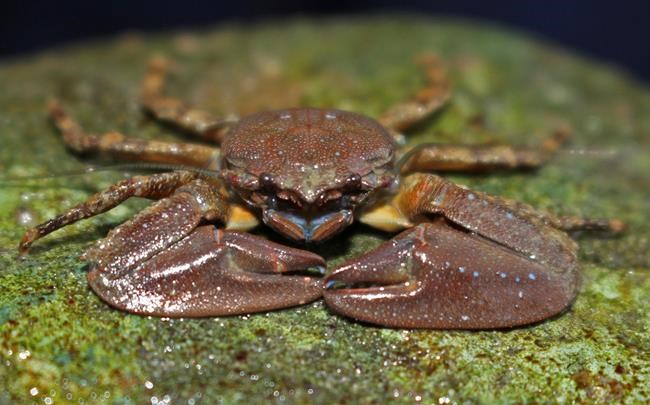 Species by the dozen moved north during marine heatwaves | iNFOnews.ca Species by the dozen moved north during marine heatwaves | iNFOnews.ca
