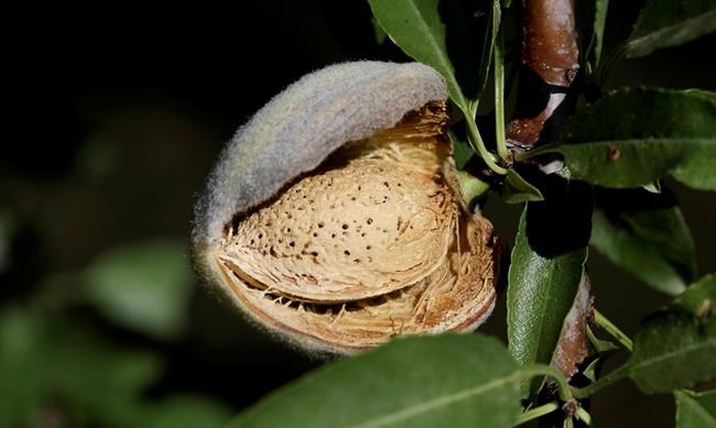 California to ban pesticide it says hurts babies' brains | iNFOnews.ca California to ban pesticide it says hurts babies' brains | iNFOnews.ca