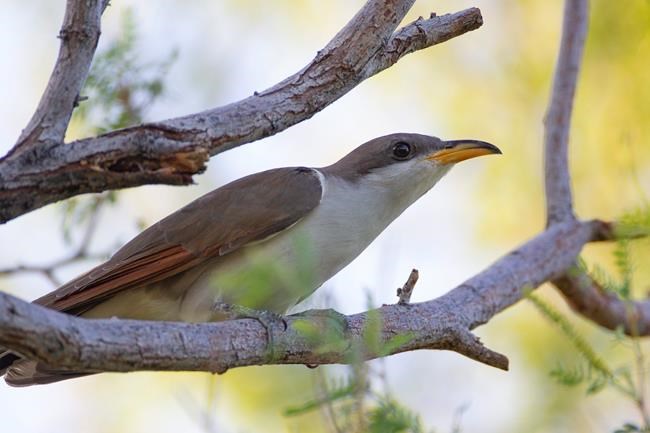 US sets aside habitat critical for survival of rare songbird | iNFOnews.ca US sets aside habitat critical for survival of rare songbird | iNFOnews.ca